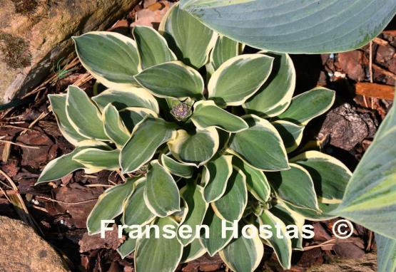 Hosta Funny Mouse